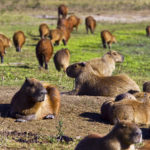 Facts about capybaras