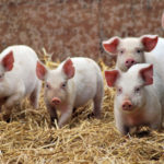 Pig characteristics