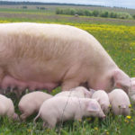What is a group of pigs called ?