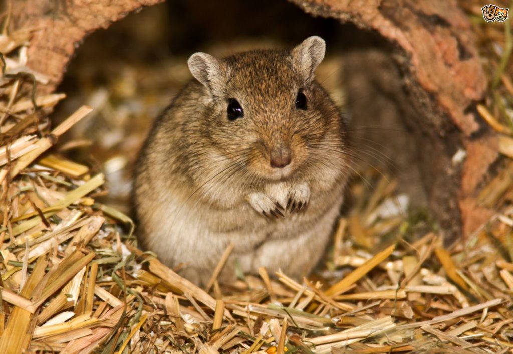 Gerbil Expectativa De Vida - BRAINCP