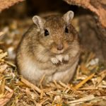 Facts about gerbils