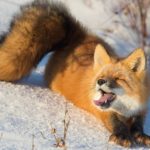Where do red foxes live ?