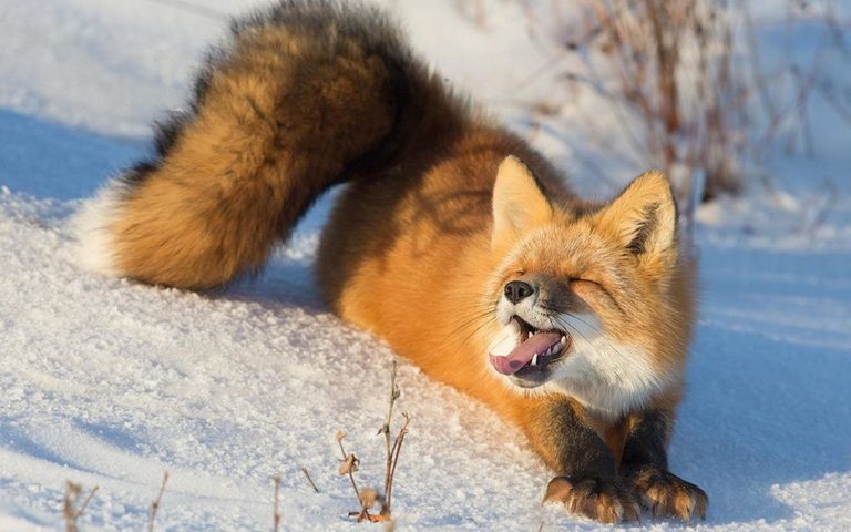 Where do red foxes live