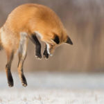 What do red foxes eat ?