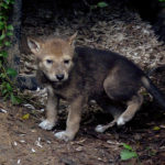 How long do red wolves live ?