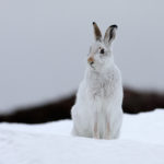 Facts about hares