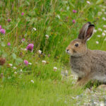 Hares - information