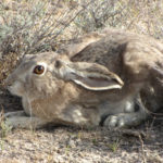 How long do hares live ?