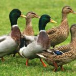 Is bread bad for ducks ?