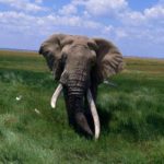 Where do African elephants live ?
