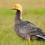 What is a male duck called ?