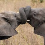 What is a male elephant called ?