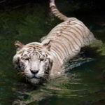 Where are Bengal tigers from