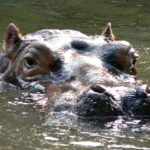 Do hippos eat humans ?