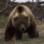 Are bears endangered ?