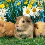 Why are guinea pigs called guinea pigs ?