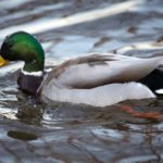 What is a female duck called ?