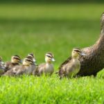 What is a baby duck called ?
