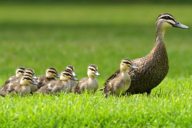 Baby duck is called