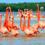 What is a group of flamingos called ?