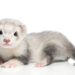 Are ferrets rodents ?