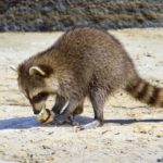 Are raccoons nocturnal ?