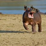 Are hippos endangered ?