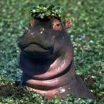 Are hippos herbivores ?