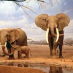 Are African elephants endangered ?
