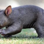 Pet Wombats