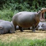 How long can a hippo hold its breath ?
