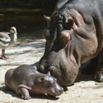 Are hippos omnivores ?
