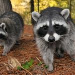 What is a group of raccoons called ?