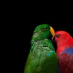 Can parrots talk ?