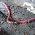 How long do worms live ?