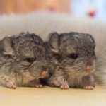 Where are chinchillas from ?