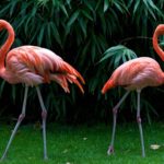 Scientific name of flamingo