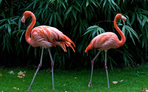 Scientific Name Of Flamingo