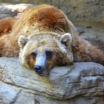 Do bears hibernate ?
