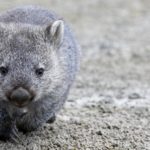 How fast can a wombat run ?