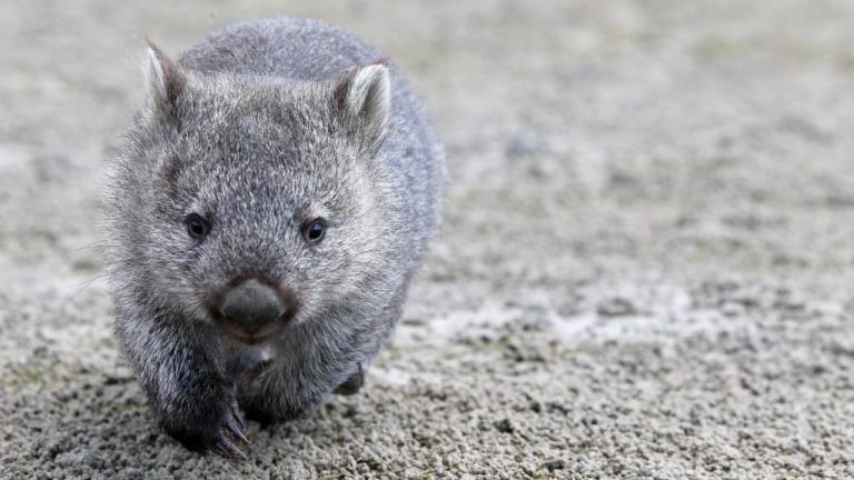 How fast can a wombat run