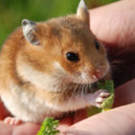 Why do hamsters eat their babies ?