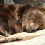 When do bears hibernate ?