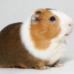Are guinea pigs nocturnal ?