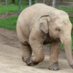 Are elephants endangered ?