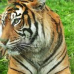 Bengal tiger scientific name