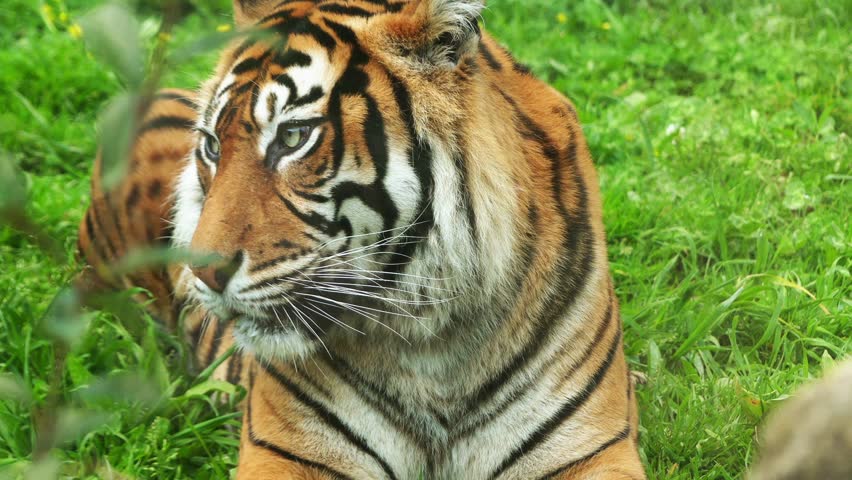 Bengal tiger scientific name