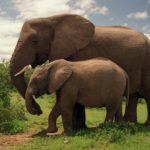 What do African elephants eat ?