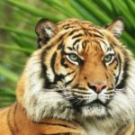 Bengal tiger size