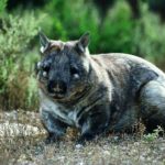 Are wombats endangered ?